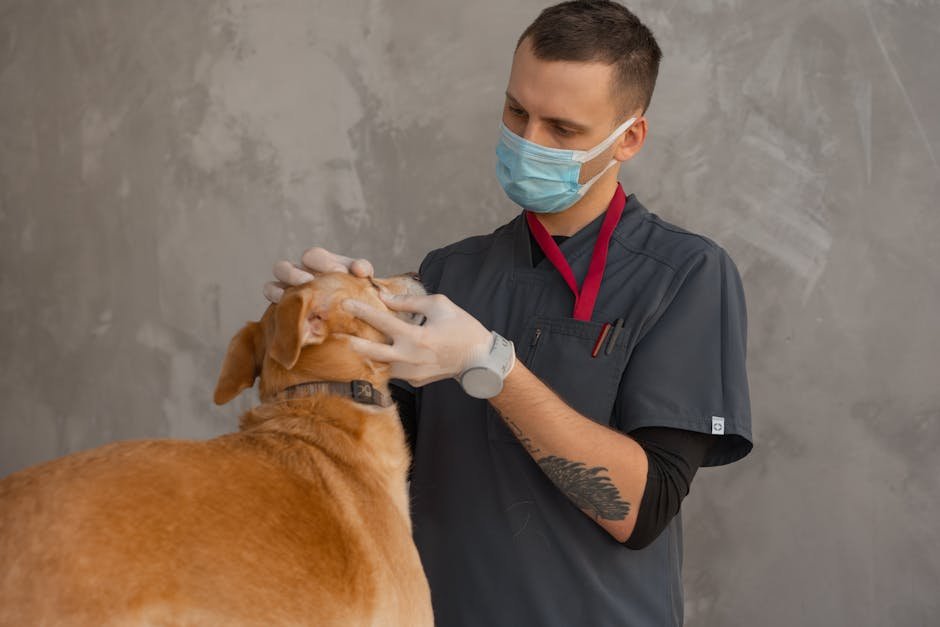 Clínica médica e cirúrgica de animais de companhia